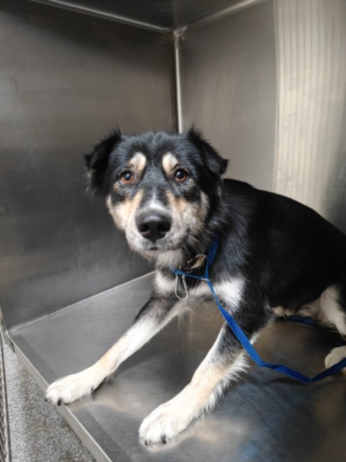 Shelter Stray Female Dog last seen , 3201 Lacy St, Los Angeles, CA 90031, USA