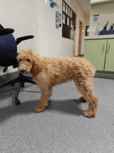 Shelter Stray Female Dog last seen , 3201 Lacy St, Los Angeles, CA 90031, USA