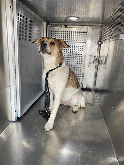 Shelter Stray Female Dog last seen , 4000 N Silverbell Rd, Tucson, AZ 85745, USA