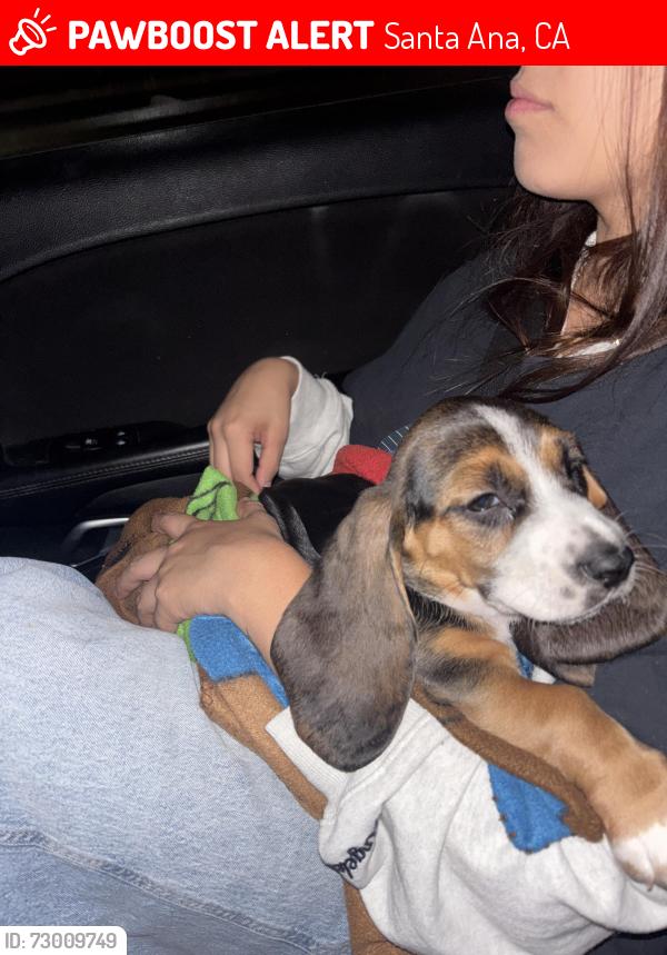 Lost Female Dog last seen Bike trail bishop maple, Santa Ana, CA 92701