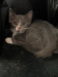 Shelter Stray Female Cat last seen SANTA CLARA/JORGENSEN, 16 Barnes Ct, Hayward, CA 94544, USA