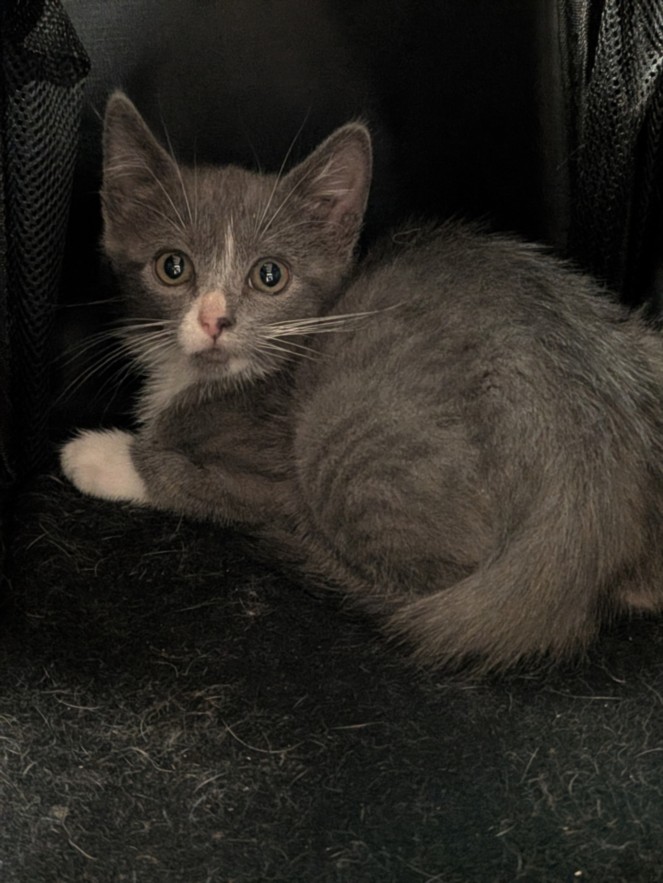 Shelter Stray Female Cat last seen SANTA CLARA/JORGENSEN, 16 Barnes Ct, Hayward, CA 94544, USA