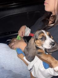 Lost Female Dog last seen Bike trail bishop maple, Santa Ana, CA 92701