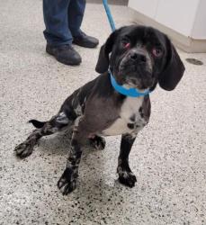 Shelter Stray Male Dog last seen Near BLOCK LINNHURST ST, DETROIT, MI 48205, 7401 Chrysler Dr, Detroit, MI 48211, USA