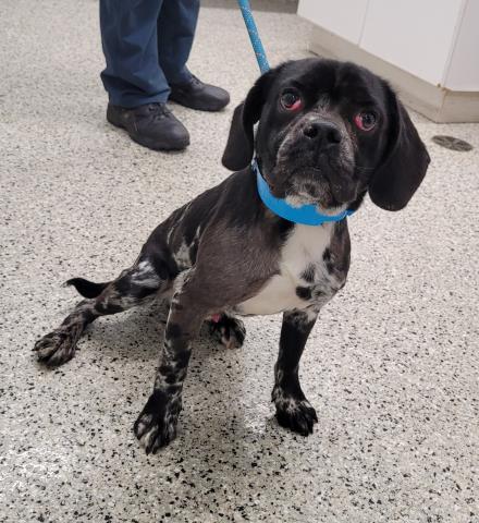Shelter Stray Male Dog last seen Near BLOCK LINNHURST ST, DETROIT, MI 48205, 7401 Chrysler Dr, Detroit, MI 48211, USA