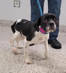 Shelter Stray Female Dog last seen Near BLOCK LINNHURST ST, DETROIT, MI 48205, 7401 Chrysler Dr, Detroit, MI 48211, USA