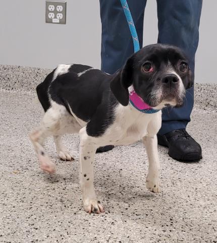 Shelter Stray Female Dog last seen Near BLOCK LINNHURST ST, DETROIT, MI 48205, 7401 Chrysler Dr, Detroit, MI 48211, USA