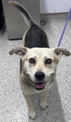 Shelter Stray Female Dog last seen Near BLOCK EDMORE DR, DETROIT MI 48205, 7401 Chrysler Dr, Detroit, MI 48211, USA