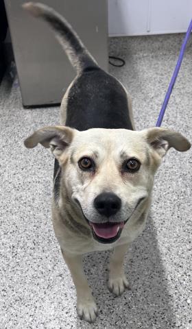 Shelter Stray Female Dog last seen Near BLOCK EDMORE DR, DETROIT MI 48205, 7401 Chrysler Dr, Detroit, MI 48211, USA