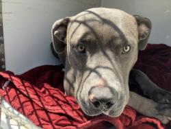 Shelter Stray Male Dog last seen , 957 N Gaffey St, San Pedro, CA 90731, USA