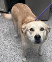 Shelter Stray Female Dog last seen Near BLOCK EDMORE DR, DETROIT MI 48205, 7401 Chrysler Dr, Detroit, MI 48211, USA
