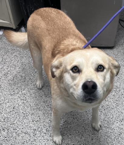 Shelter Stray Female Dog last seen Near BLOCK EDMORE DR, DETROIT MI 48205, 7401 Chrysler Dr, Detroit, MI 48211, USA