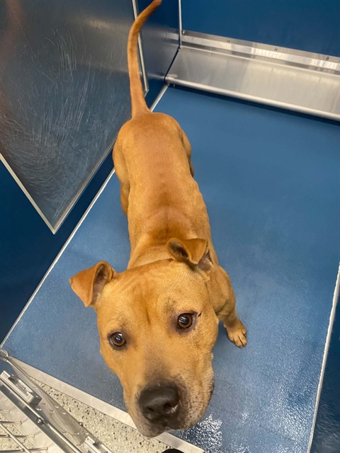 Shelter Stray Male Dog last seen Near BLOCK MARTIN LUTHER KING JR BLVD, DETROIT MI 48208, 7401 Chrysler Dr, Detroit, MI 48211, USA