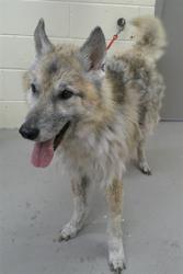 Shelter Stray Male Dog last seen RAYMOND AVE, LONGWOOD FL., 232 Eslinger Way, Sanford, FL 32773, USA