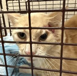Shelter Stray Male Cat last seen HOLWORTHY WAY/DUNNBURY WAY, 95842, 3839 Bradshaw Rd, Sacramento, CA 95827, USA