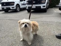 Shelter Stray Male Dog last seen Near BLOCK 26TH, 1640 9th St, Santa Monica, CA 90404, USA