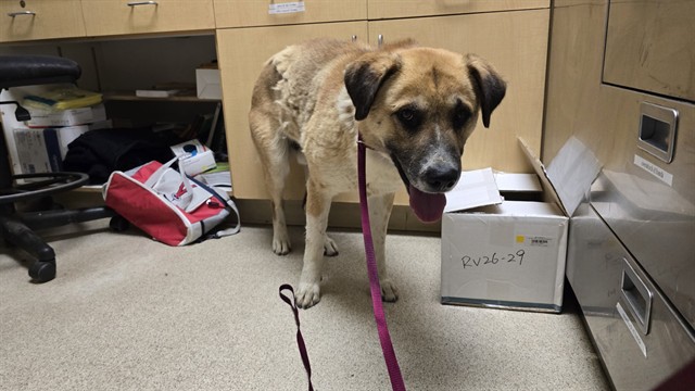 Shelter Stray Male Dog last seen Near BLOCK LAKESHORE DR, AGUANGA CA 92536, 6851 Van Buren Boulevard, Jurupa Valley, CA 92509, USA