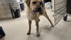Shelter Stray Male Dog last seen Near BLOCK LAKESHORE DR, AGUANGA CA 92536, 6851 Van Buren Boulevard, Jurupa Valley, CA 92509, USA