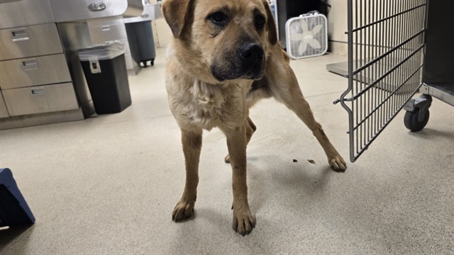 Shelter Stray Male Dog last seen Near BLOCK LAKESHORE DR, AGUANGA CA 92536, 6851 Van Buren Boulevard, Jurupa Valley, CA 92509, USA