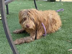 Shelter Stray Male Dog last seen , 1850 W 60th St, Los Angeles, CA 90047, USA
