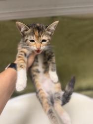 Shelter Stray Female Cat last seen Near BLOCK TYLER ST, RIVERSIDE CA 92503, 6851 Van Buren Boulevard, Jurupa Valley, CA 92509, USA