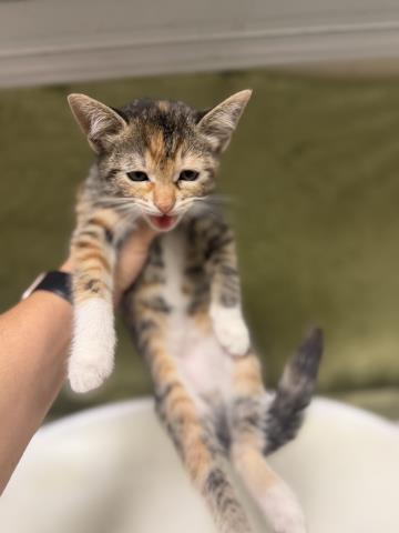 Shelter Stray Female Cat last seen Near BLOCK TYLER ST, RIVERSIDE CA 92503, 6851 Van Buren Boulevard, Jurupa Valley, CA 92509, USA