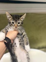 Shelter Stray Male Cat last seen Near BLOCK TYLER ST, RIVERSIDE CA 92503, 6851 Van Buren Boulevard, Jurupa Valley, CA 92509, USA