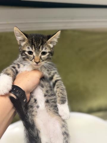 Shelter Stray Male Cat last seen Near BLOCK TYLER ST, RIVERSIDE CA 92503, 6851 Van Buren Boulevard, Jurupa Valley, CA 92509, USA