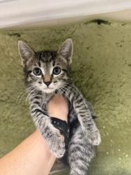 Shelter Stray Male Cat last seen Near BLOCK TYLER ST, RIVERSIDE CA 92503, 6851 Van Buren Boulevard, Jurupa Valley, CA 92509, USA
