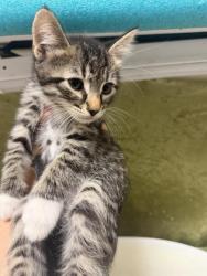 Shelter Stray Male Cat last seen Near BLOCK TYLER ST, RIVERSIDE CA 92503, 6851 Van Buren Boulevard, Jurupa Valley, CA 92509, USA