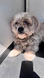 Shelter Stray Male Dog last seen Near BLK NILES, BAKERSFIELD, CA, 201 S Mt Vernon Ave, Bakersfield, CA 93307, USA