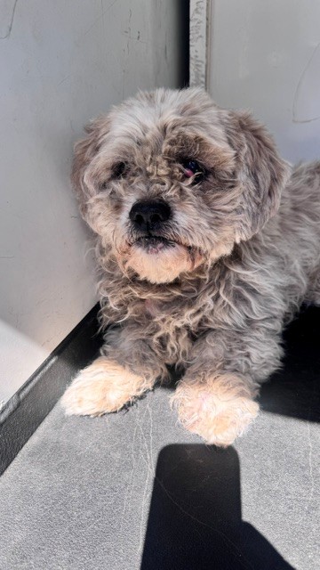 Shelter Stray Male Dog last seen Near BLK NILES, BAKERSFIELD, CA, 201 S Mt Vernon Ave, Bakersfield, CA 93307, USA