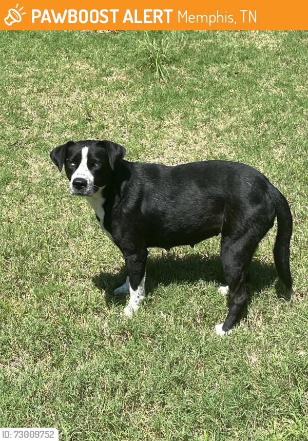 Found/Stray Female Dog last seen Linkwood Ln & Cedar Break, Memphis, TN 38018
