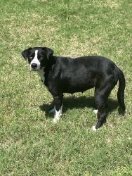 Found/Stray Female Dog last seen Linkwood Ln & Cedar Break, Memphis, TN 38018