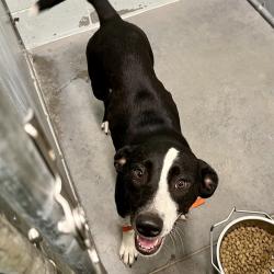 Shelter Stray Female Dog last seen PALMETTO ST, EUSTIS, 12280 County Rd 448, Tavares, FL 32778, USA