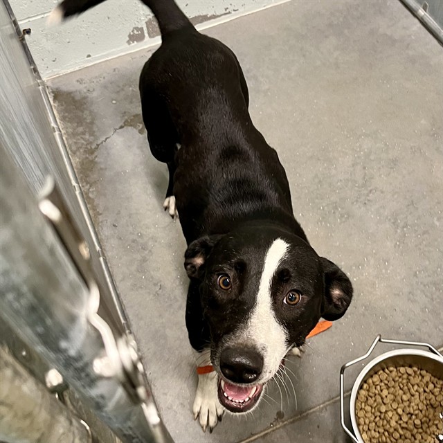 Shelter Stray Female Dog last seen PALMETTO ST, EUSTIS, 12280 County Rd 448, Tavares, FL 32778, USA