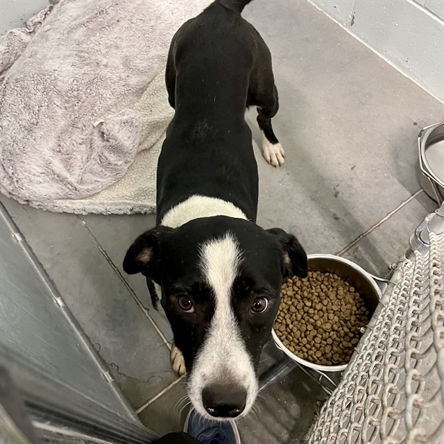 Shelter Stray Male Dog last seen PALMETTO ST, EUSTIS, 12280 County Rd 448, Tavares, FL 32778, USA