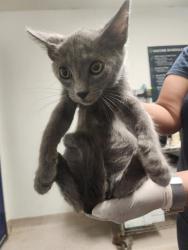 Shelter Stray Male Cat last seen Near BLOCK PEARL ST, BAKERSFIELD CA 93305, 3951 Fruitvale Ave, Bakersfield, CA 93308, USA