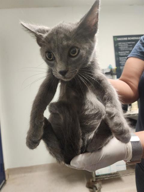 Shelter Stray Male Cat last seen Near BLOCK PEARL ST, BAKERSFIELD CA 93305, 3951 Fruitvale Ave, Bakersfield, CA 93308, USA
