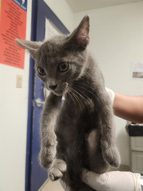 Shelter Stray Male Cat last seen Near BLOCK PEARL ST, BAKERSFIELD CA 93305, 3951 Fruitvale Ave, Bakersfield, CA 93308, USA