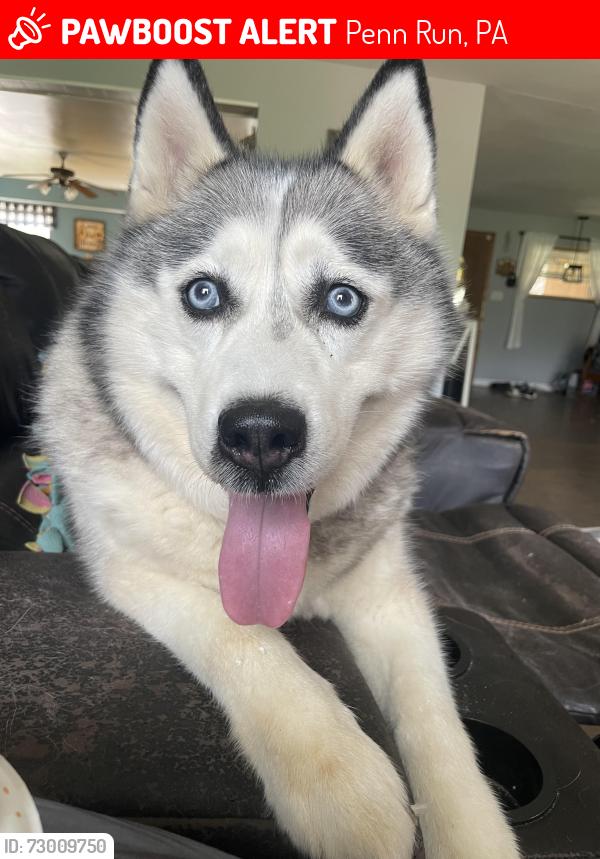Lost Female Dog last seen Penn Run Outreach Center, Penn Run, PA 15765