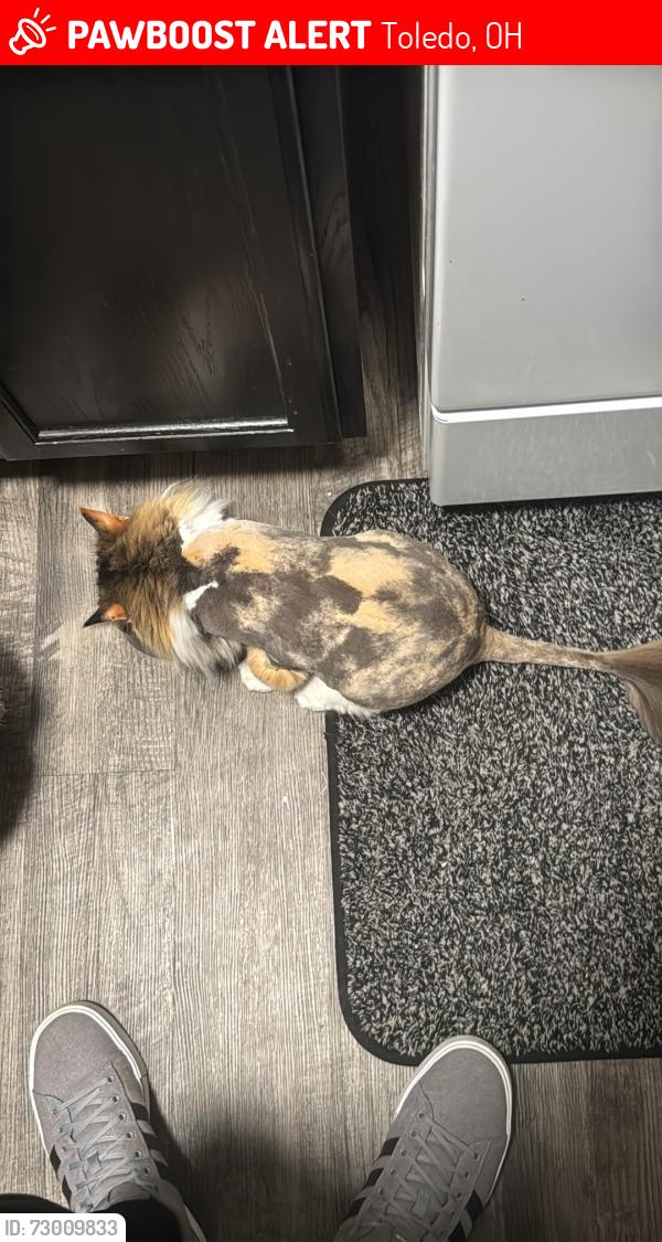 Lost Female Cat last seen Near swan creek park, Toledo, OH 43615