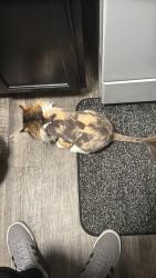 Lost Female Cat last seen Near swan creek park, Toledo, OH 43615