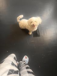 Reunited Male Dog last seen Near N 15th Dr, Phoenix, AZ 85023, USA, Phoenix, AZ 85023