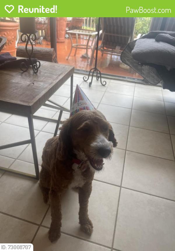 Reunited Male Dog last seen Near SW 60th St, Miami, FL 33173, USA, Miami, FL 33173