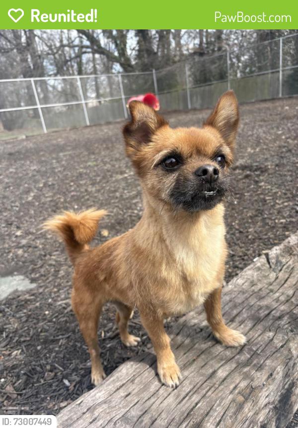Reunited Male Dog last seen Embassy apmts (by the neighborhood Walmart), Evansville, IN 47714