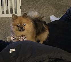 Reunited Female Dog last seen Ann and Shaumber, Las Vegas, NV 89161