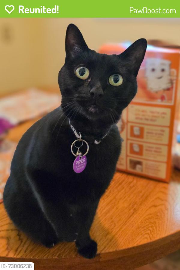 Reunited Female Cat last seen Santa Ynez Way & 36th St, Sacramento, CA 95816
