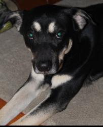 Reunited Male Dog last seen W. Northgate , Irving, TX 75038