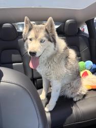 Found/Stray Male Dog last seen Russell and Jones, Las Vegas, NV 89101